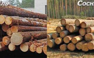 Из какой породы древесины лучше строить дом — ель или сосна