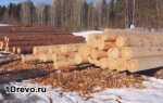 Из какого леса лучше строить дом — зимнего или летнего