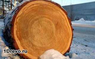 Дом из кедра — преимущества рубленного кедрового сруба