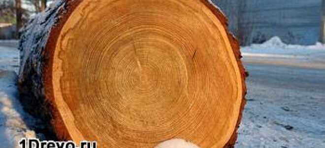 Дом из кедра — преимущества рубленного кедрового сруба