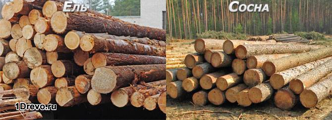 Ель или сосна Ель или сосна