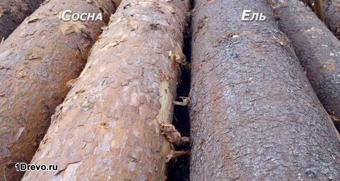 Сосна и ель